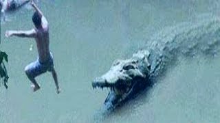 Nature's Most Brutal Crocodile Attacks