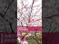 【春櫻報到】粉紅浪漫席捲！　汐止康誥坑溪文化櫻花季接力綻放｜壹蘋新聞網 shorts