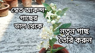 শ্বেত আকন্দ গাছের বীজ থেকে কি ভাবে চারা তৈরি করবেন ?? দেখে নিন ।।