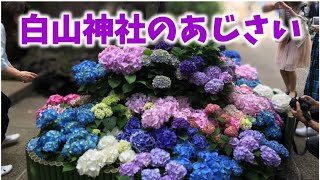 白山神社の紫陽花　2017年6月撮影