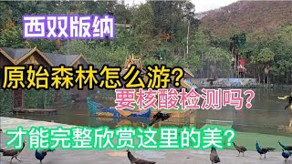 西双版纳原始森林景区要核酸检测吗？如何游这里才能玩全？