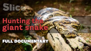 Hunting the giant snake | SLICE I Full documentary
