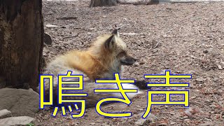 キツネの鳴き声が悶絶するほどかわいい！ キツネ村 fox village cry