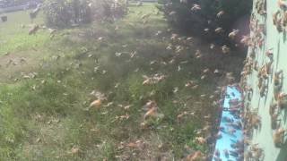 Honeybee - Huge orientation flights!!