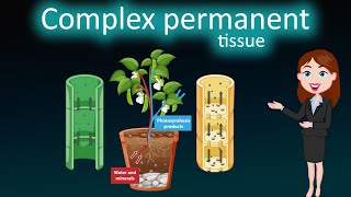 Complex permanent tissue || 3D animated explanation || class 9th || Tissues  ||