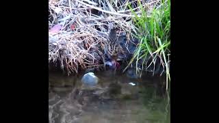 クイナの大冒険調布地区ショート 2025 01 29 #クイナ #野鳥 #birds #wildlife #nature #自然観察ぶらり散歩