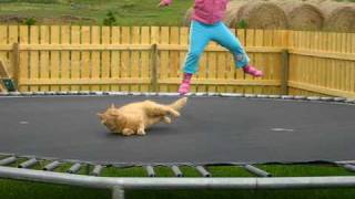 Trampoline Kitty