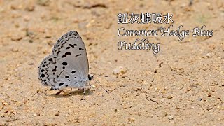 鈕灰蝶吸水 Common Hedge Blue Puddling