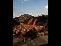 transhumance de moutons