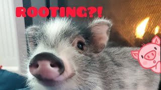Why Do Pigs Root - What is Dudley the Mini Pig doing with his snout?