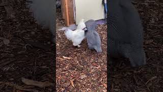 Rooster getting cleaning service by the Guinea fowls!? Strange chickens behavior…