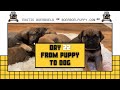 A journey of South African Boerboel puppies day 22 from birth to new homes