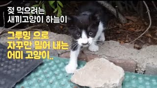 젖먹으려는 새끼고양이 그루밍으로 밀어내는 어미고양이 심리