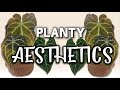 House Plant Aesthetic + Planty Decor Ideas | 5k subs bonus video #2