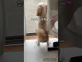 お姉ちゃんが帰ってきて玄関に猛ダッシュ🐶 dog シーズー 시츄 犬