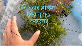 how to sanatize aquatic plants. বাহির থেকে গাছ আনার পর ট্যান্কে দেওয়ার আগে যা যা করবেন। bd বাংলা।