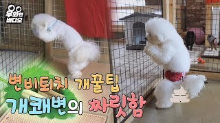 댕댕이를 위한 변비퇴치 개꿀팁! 스탠딩 응가의 세계┃Tips for constipation in dogs! The standing pooping method