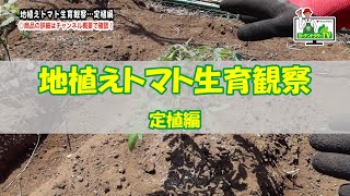 【トマトの育て方】栽培のコツ！～植え付け編～ガーデンドクターTV③