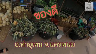 ร้านขายสับปะรดข้างทางสดๆจากสวน ของดี อ.ท่าอุเทน จ.นครพนม