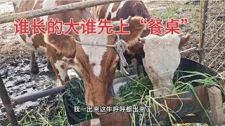 边境山村漫游：家乡自然之美的深度探索 122