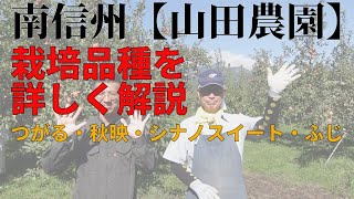 南信州【山田農園】リンゴの栽培品種を紹介。