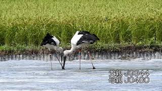 鳴門コウノトリ 2019/08/17 撮影 成長記録 徳島県鳴門市