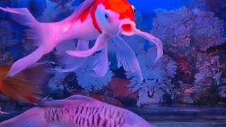 Soothing Underwater Beauty: Relaxing ASMR Aquarium Ambience, colour fish