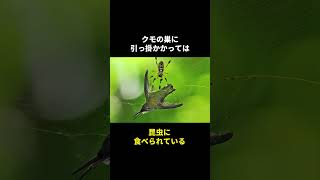 地球最小の鳥マメハチドリの秘密🤫暴露します🔥