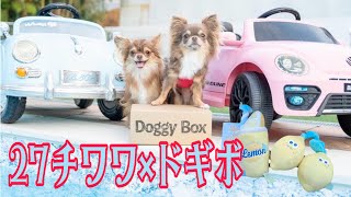 ドギーボックス8月×27チワワ『Doggy Box』可愛い過ぎるチワワ達と！#チワワ #ドギーボックス #愛犬#ちわわ #chihuahua