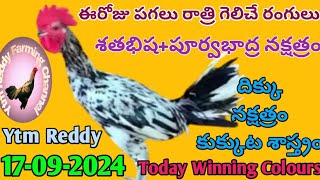 17 September 2024 Today Winning Colours//Ytm Reddy Farming Channel//Kukkuta Sastram