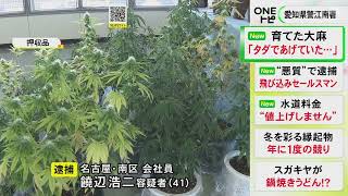 育てた大麻を「タダであげることが多い」とも…販売目的で大麻草を栽培した等の現行犯で41歳会社員の男逮捕