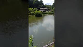 地元の青梅市の【吹上しょうぶ園】の大池 #japan #青梅市 #tokyo 東京にも沢山自然があるよ!