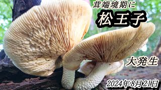 酷暑お盆の茸端境期にマツオウジが盛りでした！