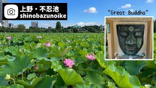 Nice early morning walk! Lotus in full bloom at Shinobazunoike Pond, Tokyo Ueno