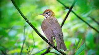 Meet the Audubon Society of Rhode Island's Nine Responsibility Birds