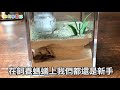 辣机學習單 l 新手養螞蟻2 蛋居然用傳的 螞蟻搬新家 看了心開花 螞蟻帝國 empire of ants 迷你地底屋 螞蟻基地 白疏巨山蟻 高雄巨山蟻