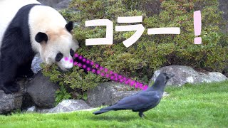 アドベンチャーワールド結浜🐼カラスに激怒でんぐり返して怒り心頭🎀植木にもやつあたり