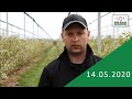 Borówka w fazie kwitnienia - zalecenia ochrony i nawożenia - komunikat jagodowy Agrosimex