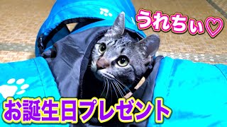 元野良猫 子猫  誕生日プレゼント 【テトちゃんに首輪とトンネルをプレゼント！】 Kitten Cat Japanese traditional house