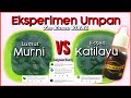 ESSEN VIRAL KATILAYU VS LUMUT MURNI || Tes Umpan Dengan Kamera Bawah Air - Ngablu Fishing