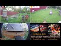 24/7/7 Suburban Back Yard Bee Hive Security Feed & More - Indianapolis, IN