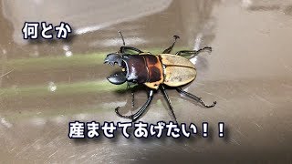 【産卵セット】ファブリースとブルークを仕込みました！【ぴぴんap】