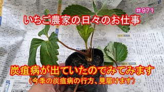 炭疽病が出ていたのでみてみます（今季の炭疽病の行方、見届けます）　いちご農家の日々のお仕事　＃９７１