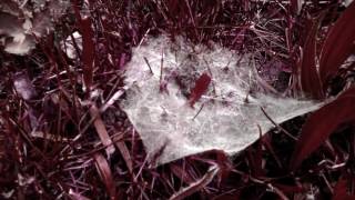 Trixcis – The Spider’s Web – Dramatic, Dark, Epic, and Beautiful Instrumental Music