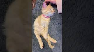 眠たそうな子猫(Sleepy munchkin kitten)#shorts