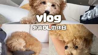 【vlog】外資系OL有給休暇の過ごし方　| あつ森　|子犬の充電切れ