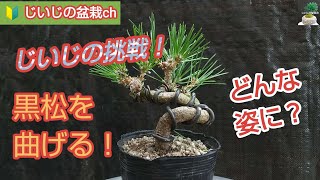 じいじの挑戦！ 【 黒松を曲げる！ 】 ミニ盆栽　 テロップあり      　Grandpa's Challenge! Bend the black pine strongly. With telop