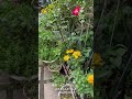 【hd動画】2024年7月5日 夏の花が咲いています。 flowers garden 癒し 自然 naturelovers 薔薇は美しく散る ばらの花 rosegarden