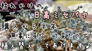 枯れかけたミセバヤを買って来て半年後♪