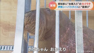 セイウチの「タンポポ」が伊勢市へ　繁殖のため貸し出されていた愛知県の施設から帰る